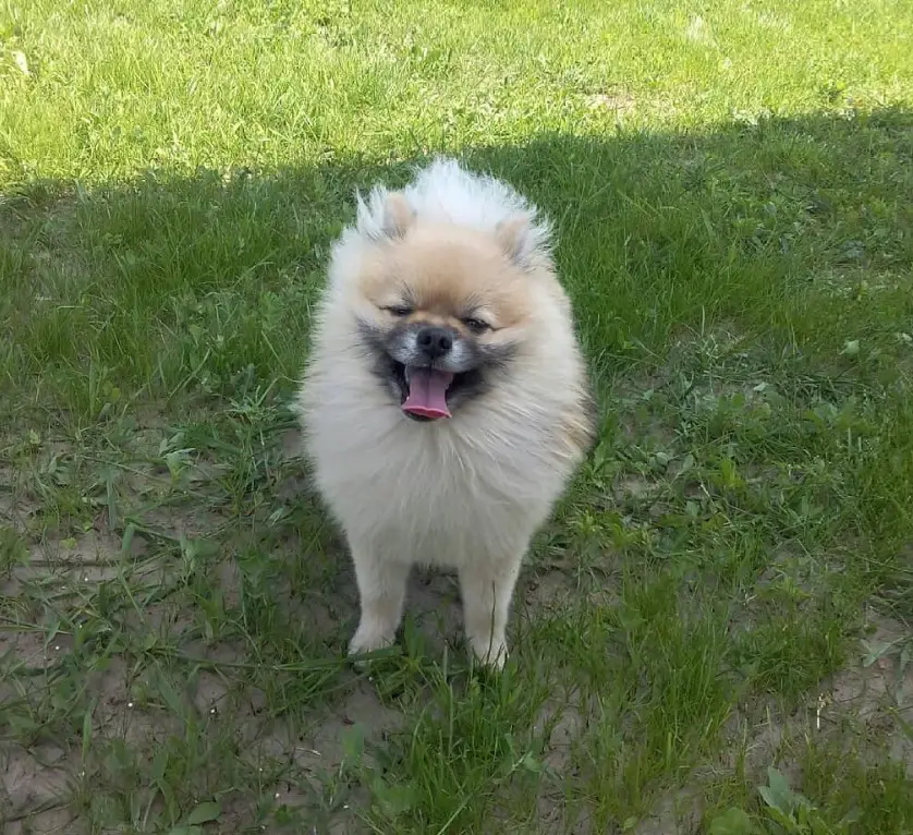 A Pomeranian standing in the yard with its mouth open and tongue out