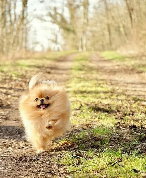 A Pomeranian running in the forest