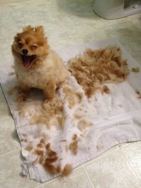 A yawning Pomeranian sitting on the carpet with its trimmed fur