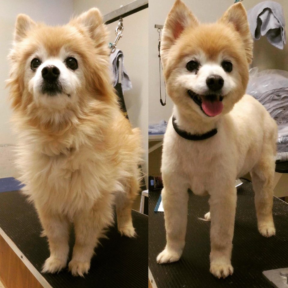 collage photo of the before and after haircut of Pomeranian