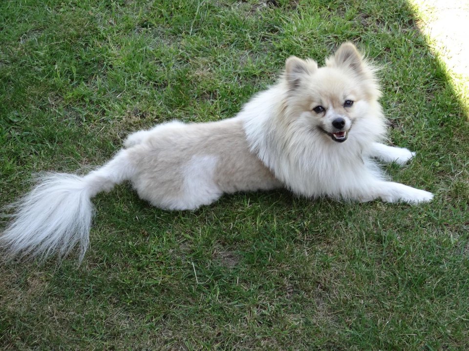 white Pomeranian lying down on the green grass in its lion haircut