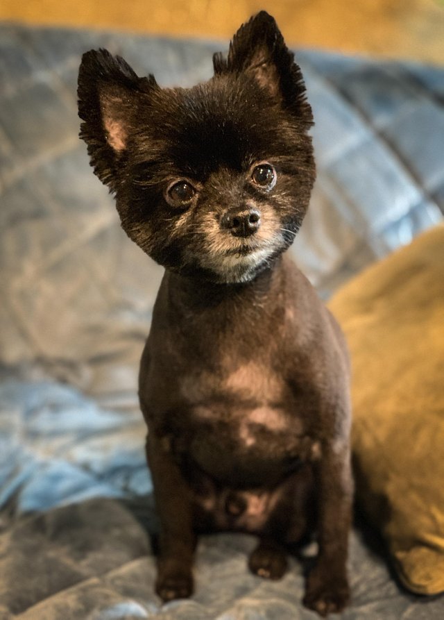 black Pomeranian sitting on the couch in its summer haircut