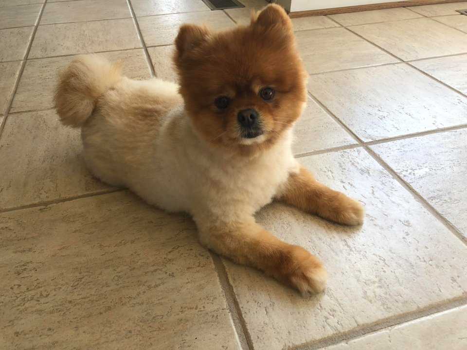 Pomeranian lying down on the floor in its teddy bear haircut