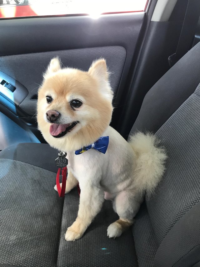 Pomeranian in summer haircut with its face cut in round shape sitting in the passenger seat