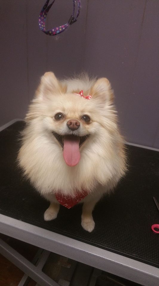 happy Pomeranian with fluffy fur standing on top of the grooming table
