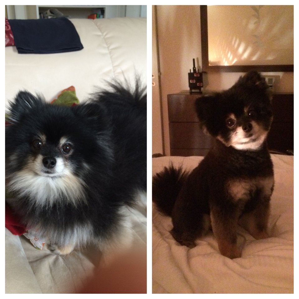 before and after photo of a Pomeranian in its teddy bear haircut
