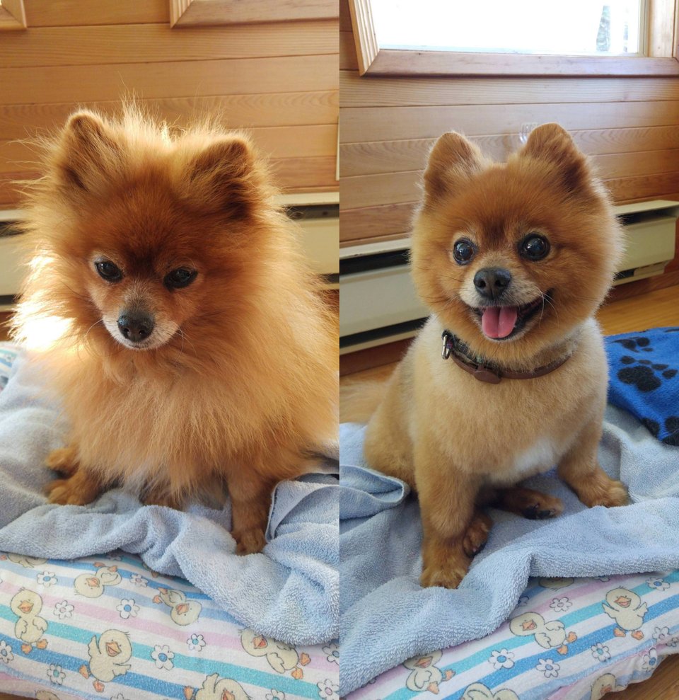 before and after photo of Pomeranian in its teddy bear haircut