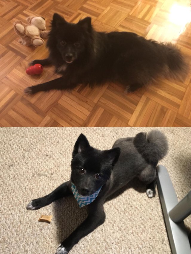 before and after photo of a Pomeranian in its summer haircut
