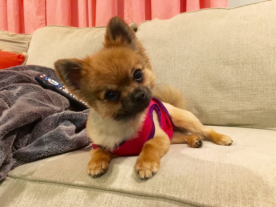 Pomeranian in its spring haircut wearing a red sleeveless shirt lying on the couch