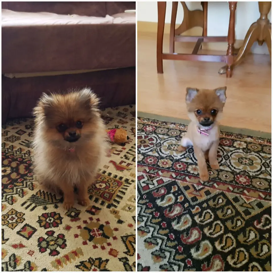 before and after photo of Pomeranian in its teddy bear haircut