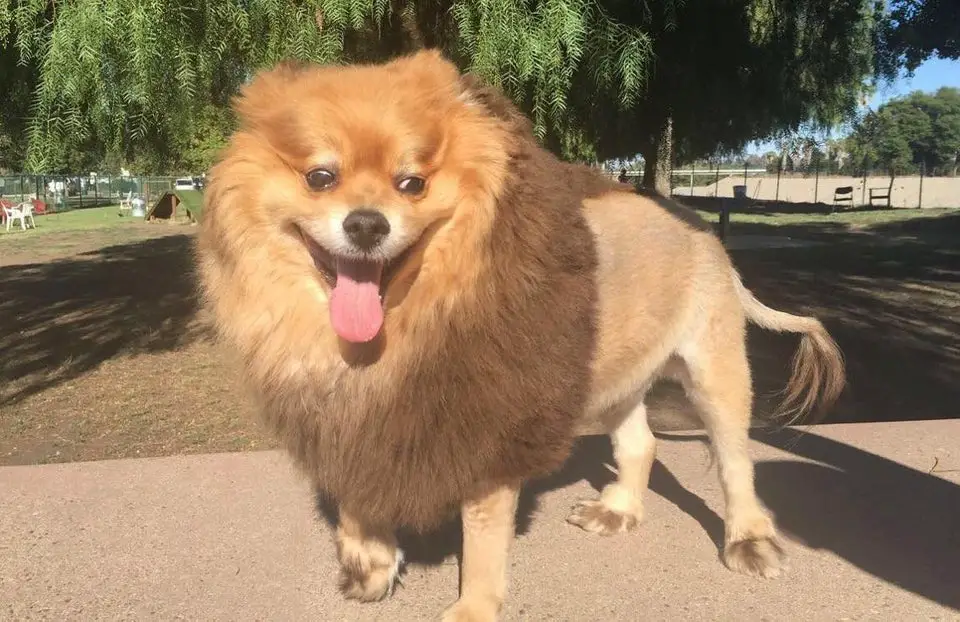 A Pomeranian at the park under the sun while smiling with its tongue out