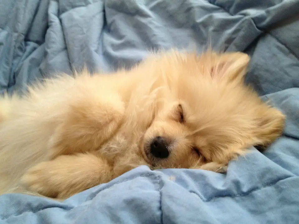 An Pomeranian sleeping comfortably on the bed