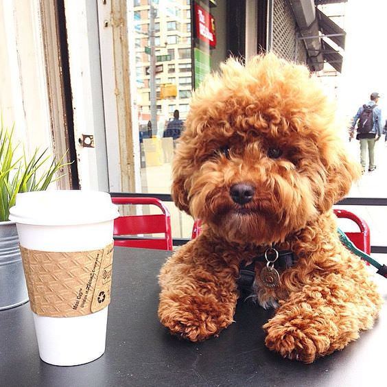 brown poodle looking at the coffee in a table