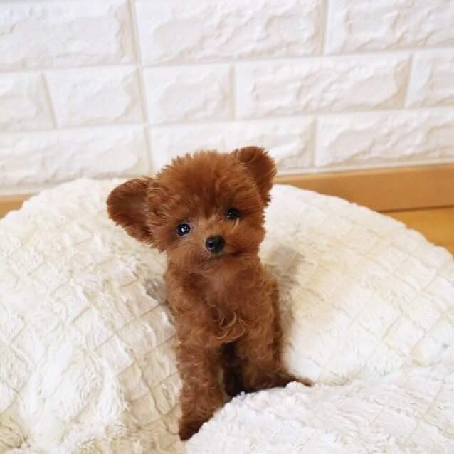 red Poodle puppy sitting on top of a pillow