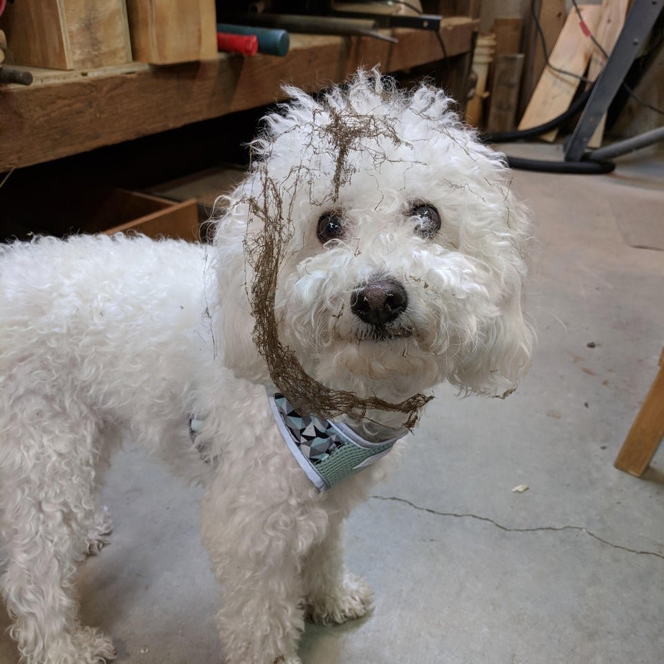 white Poodle with spider web in its face