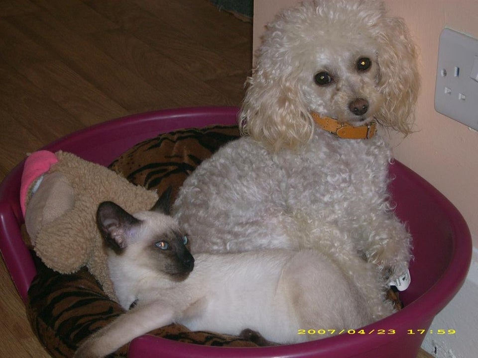 Poodle with a cat inside the bucket