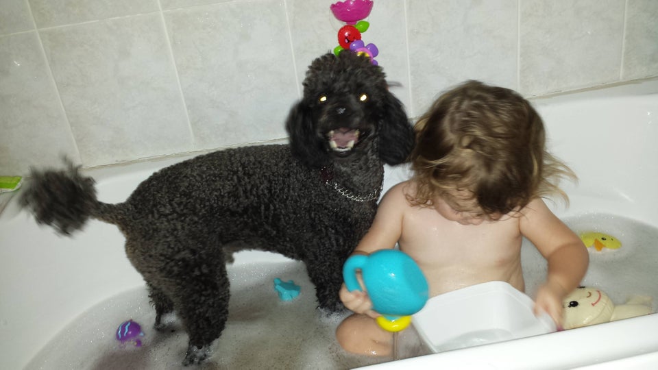 happy black Poodle in the bathtub behind a kid