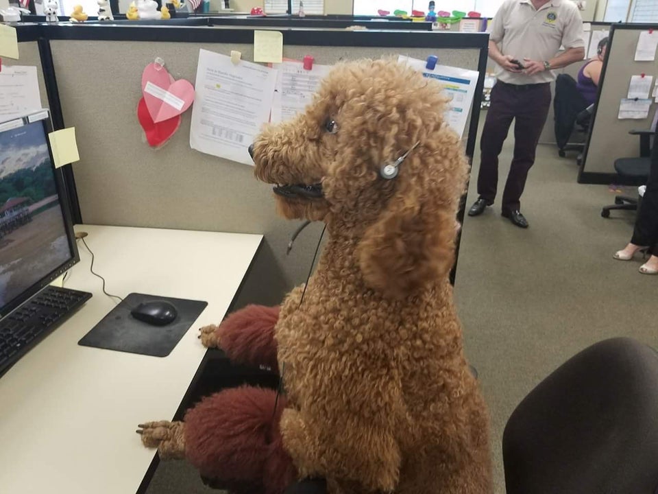 Poodle in the office on a computer