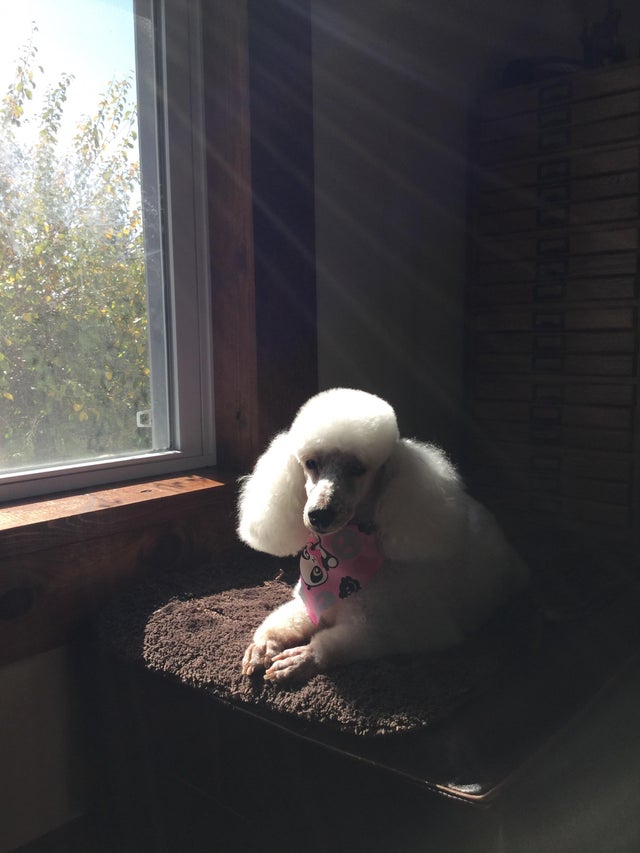white Poodle resting on top of its bed by the window