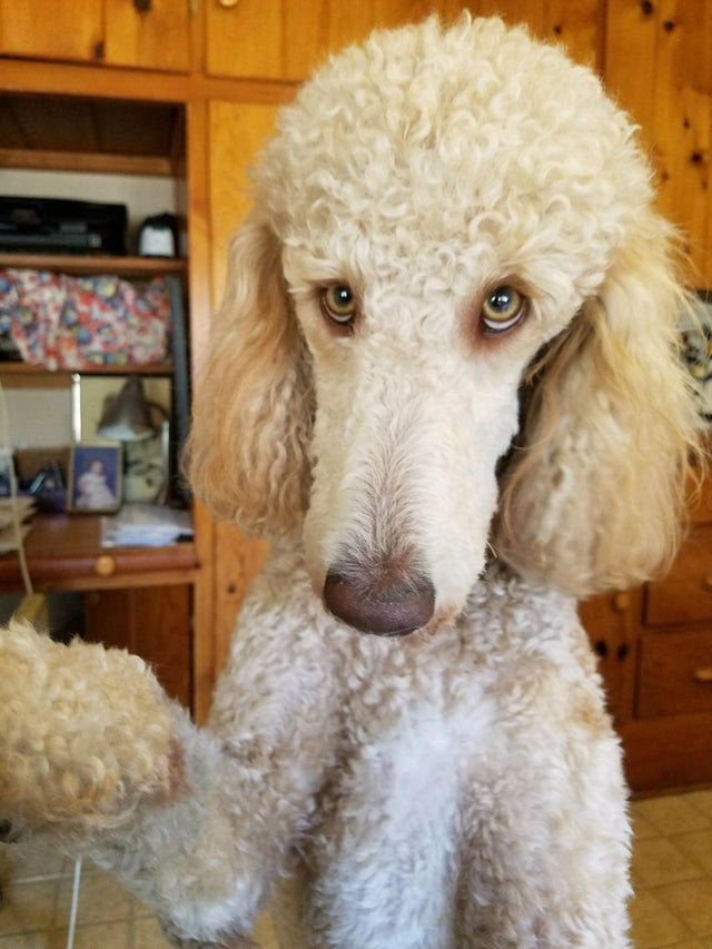 cream Poodle with its begging face