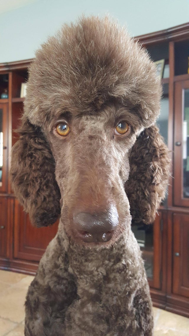 brown Poodle with shaggy hair on top of its head