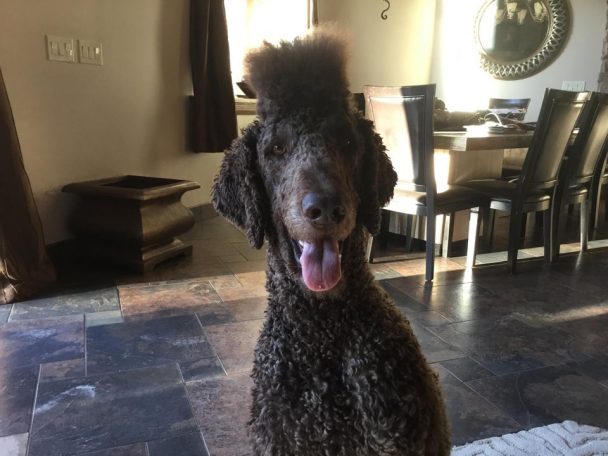 black Poodle with funky hair on top of its head