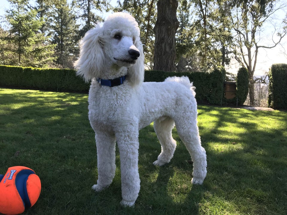 Poodle at the park looking sideways
