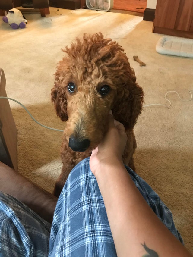 person touching the face of a begging Poodle