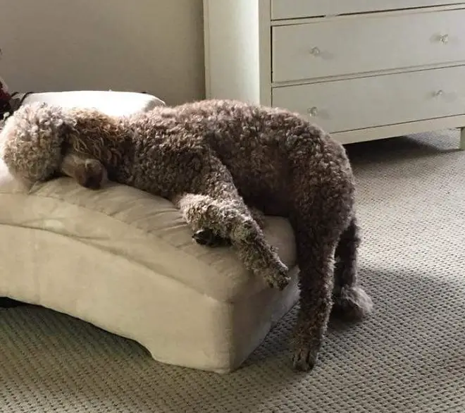 poodle puppy sleeping on a couch while its one leg is hanging on the floor
