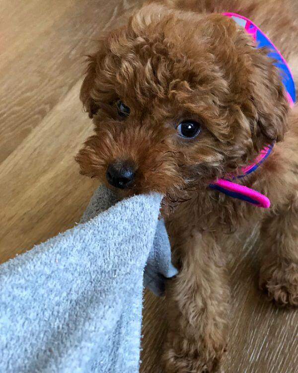 cute brown poodle puppy pulling the towel with its mouth