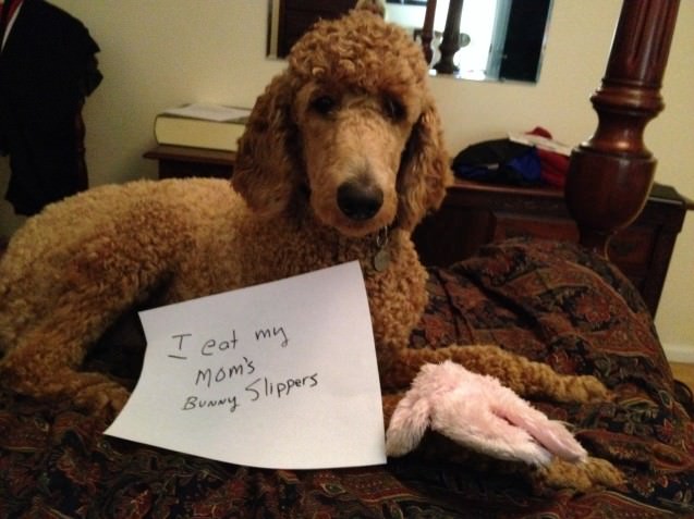 brown poodle in bed, with a note that says