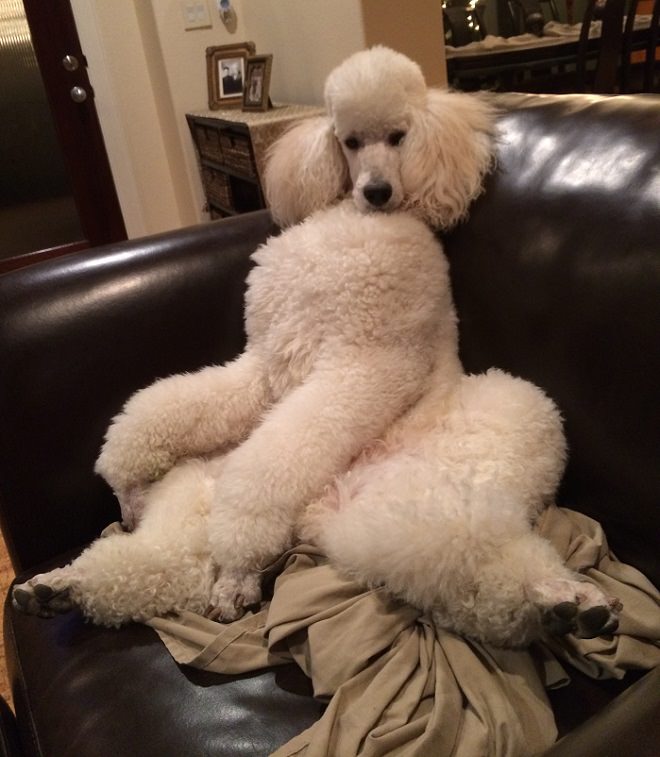 white poodle sitting in the couch