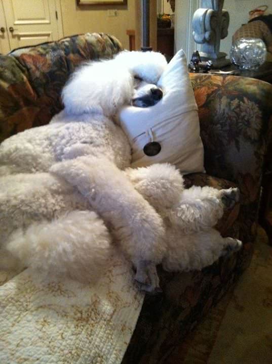 white poodle sleeping soundly in a couch