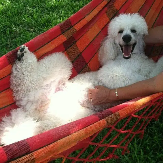 happy poodle in a cradle while giving her belly rubs