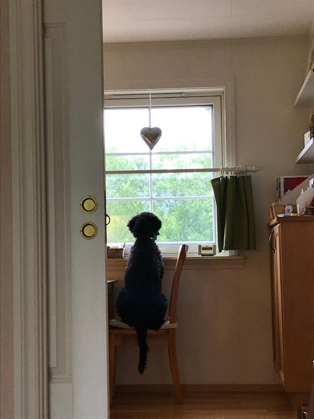 black Poodle sitting on its back on top of the chair in front of the window