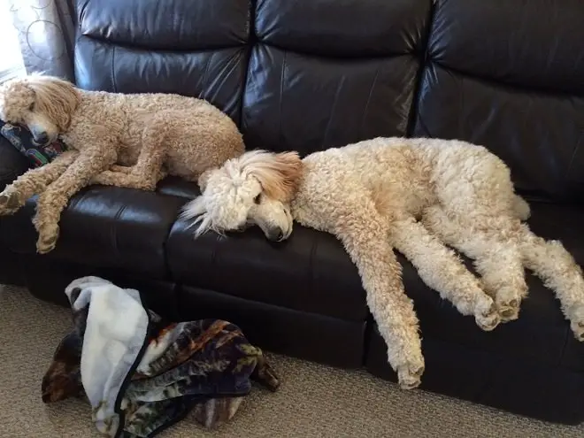 two Poodles sleeping on a couch