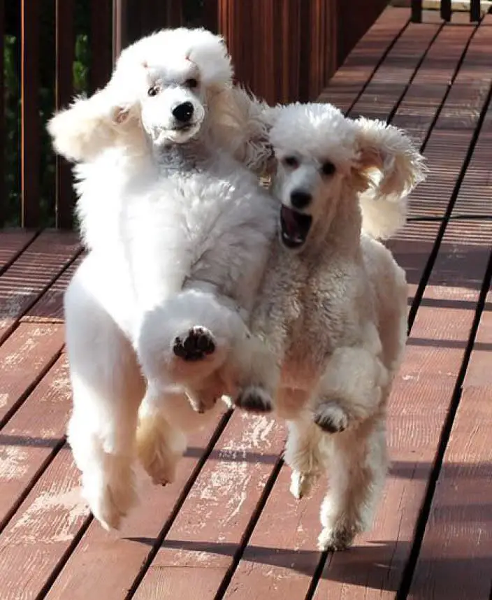 two white poodles running