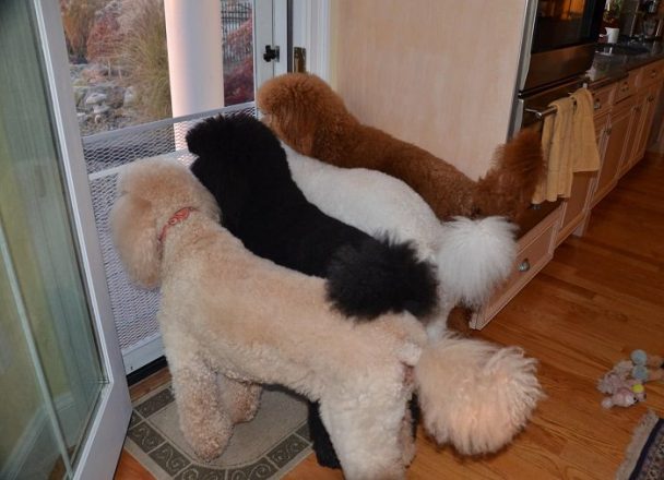 four poodles looking outside thru the window