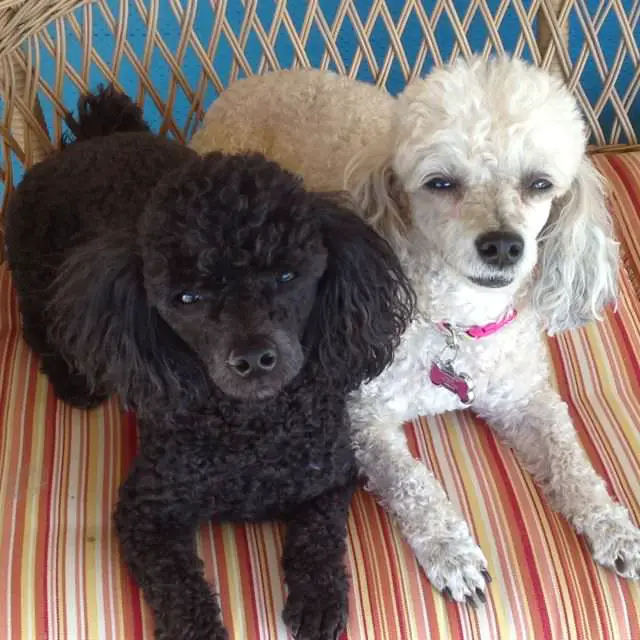 two Poodles sitting beside each other on a couch