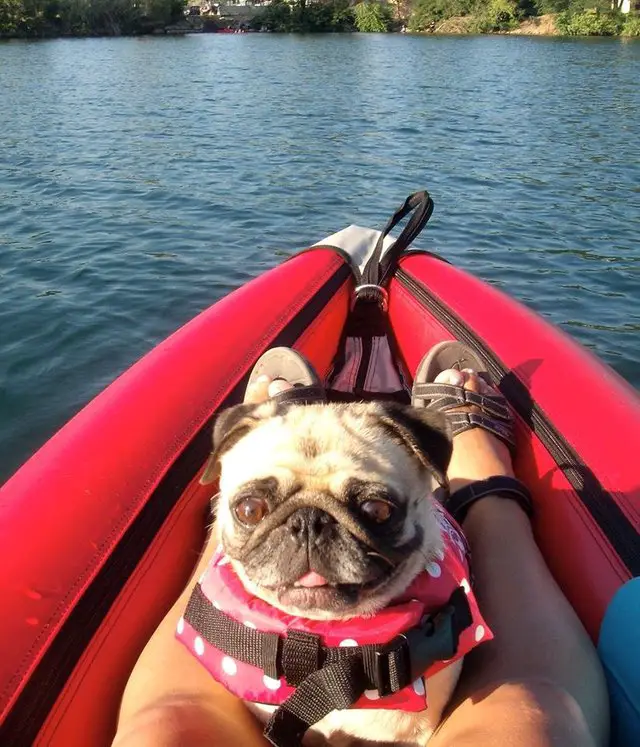 A Pug sitting in between the legs of a woman sitting in the kayak boat floating in the ocean