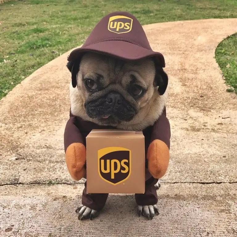 A Pug in ups delivery man costume while standing on the pavement pathway