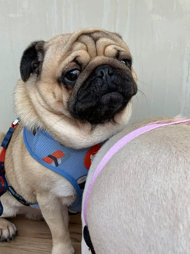 pug dog sitting behind another dog's butt