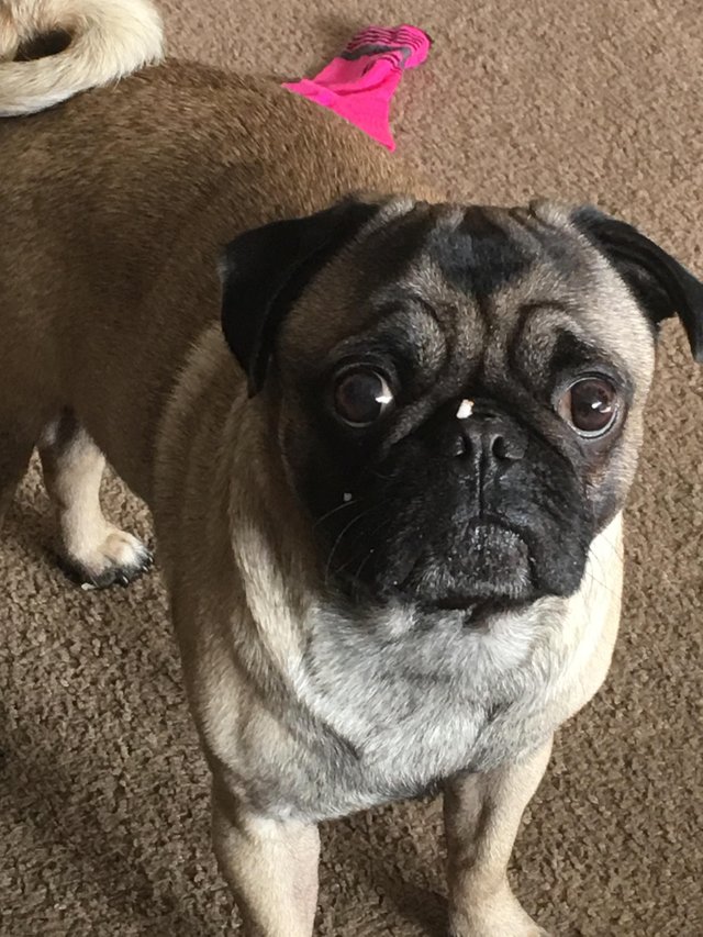 pug with a shock face