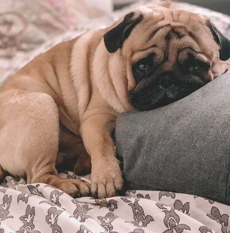 Pug lying on the bed with its face on a pillow