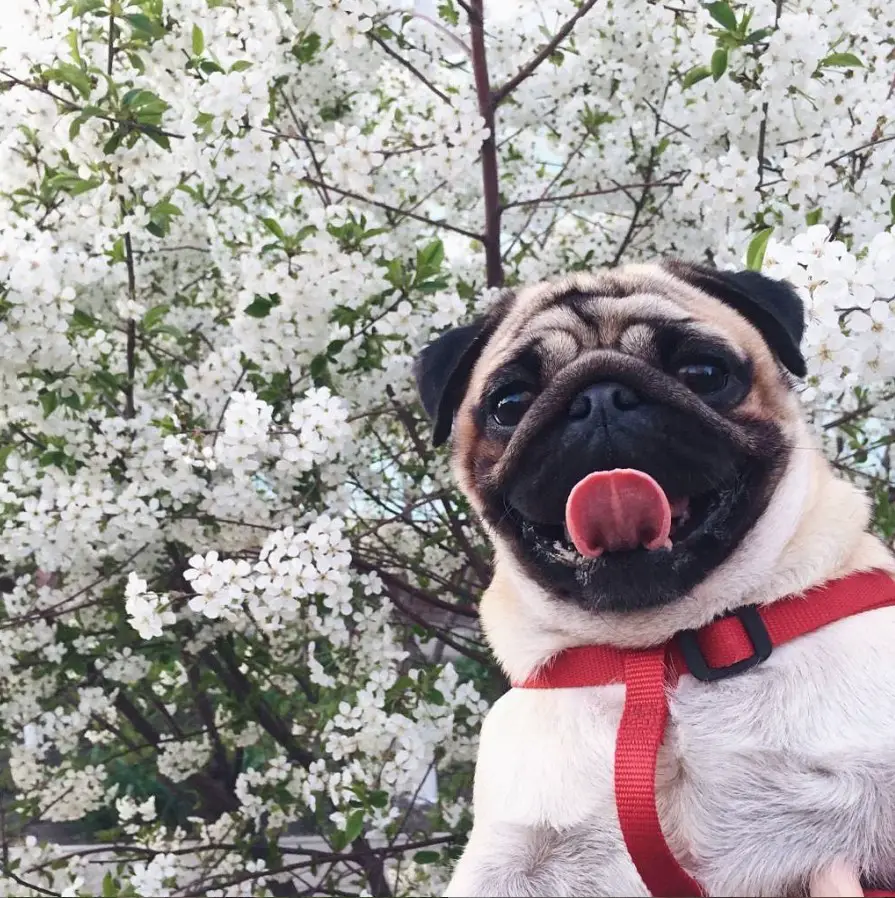 Pug sticking its tongue out with tree of white flowers behind it