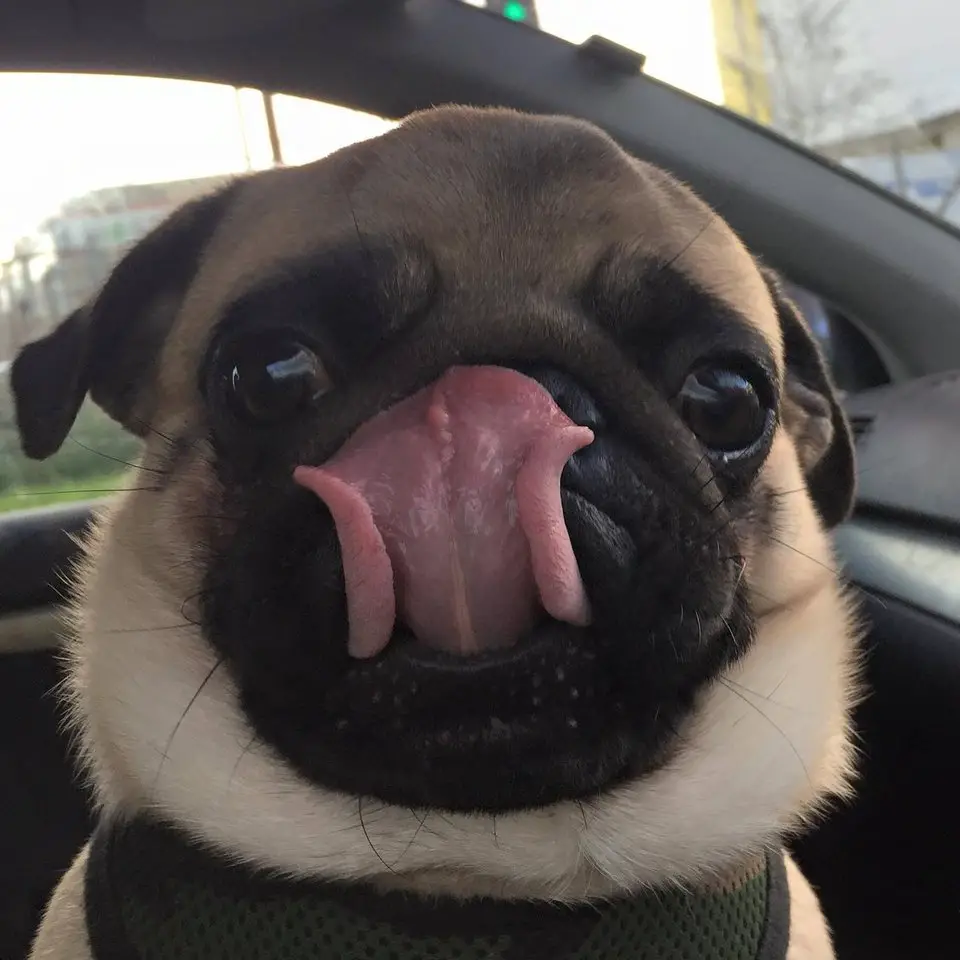 pug dog in the car with its tongue sticking out