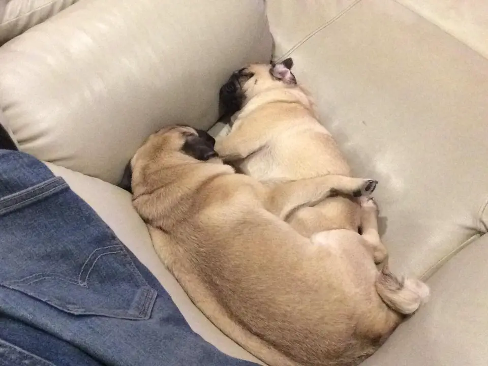 two Pug sleeping on the couch