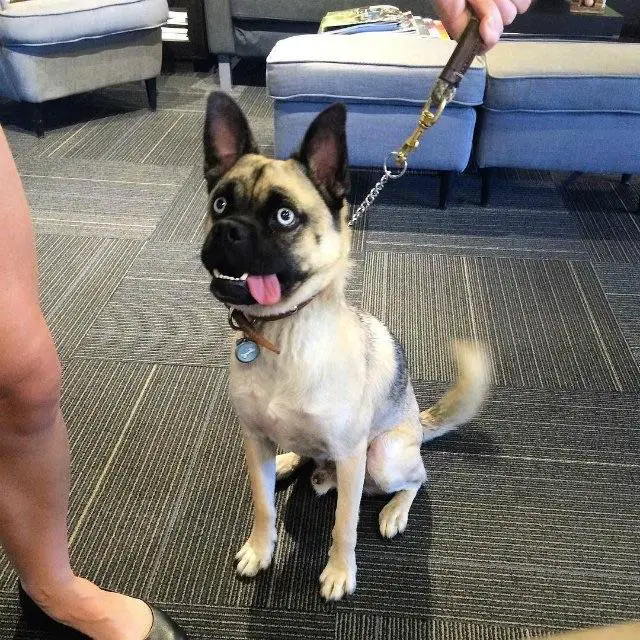 A Husky/Pug mix sitting on the floor while sticking its tongue out