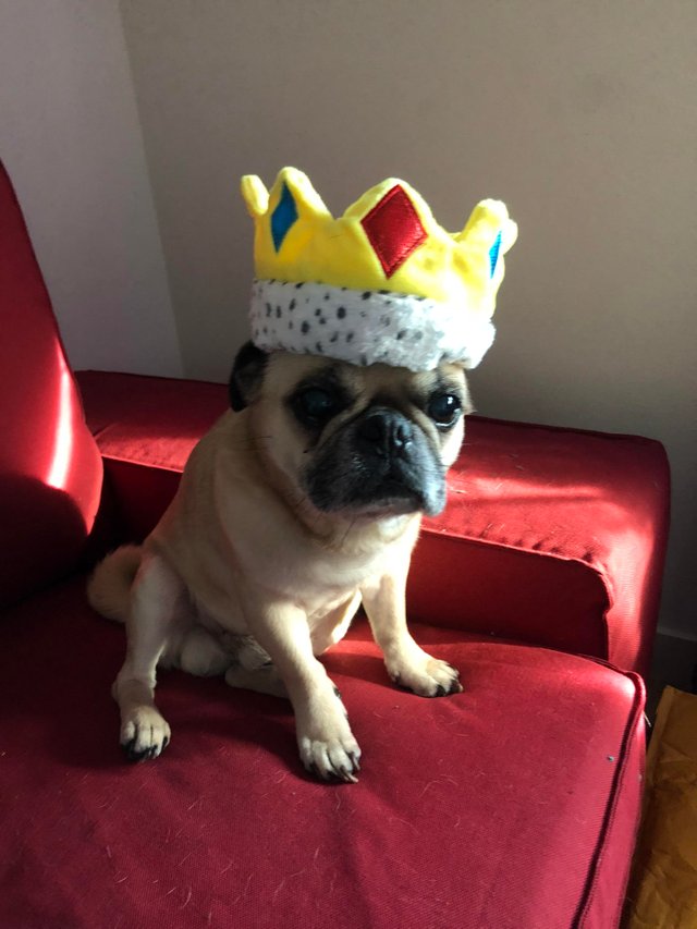 A Pug wearing a crown while sitting on the couch