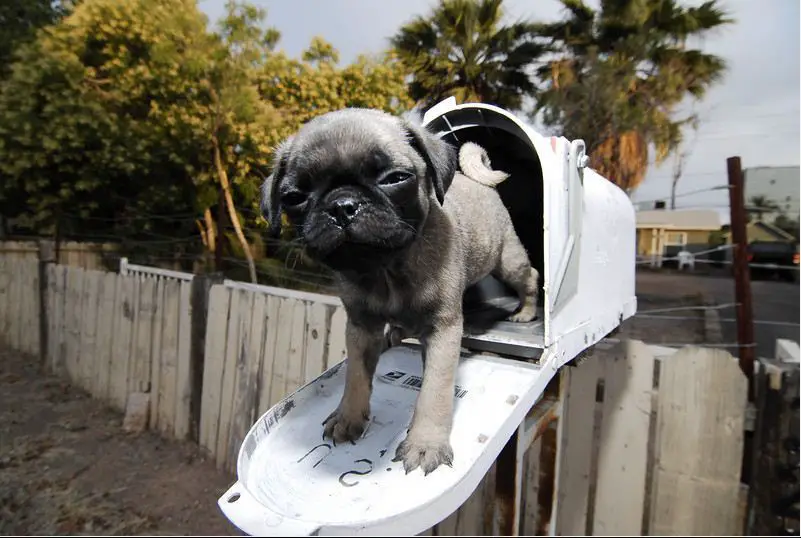 A Pug puppy in a mail box